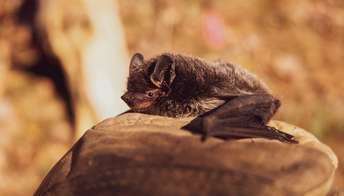 How to Remove Bats from Your Property Once and for All - A Basic Guide ...