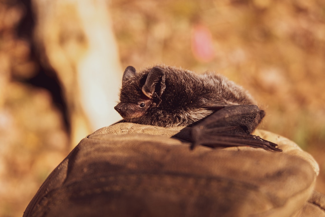 How to Remove Bats from Your Property Once and for All A Basic Guide