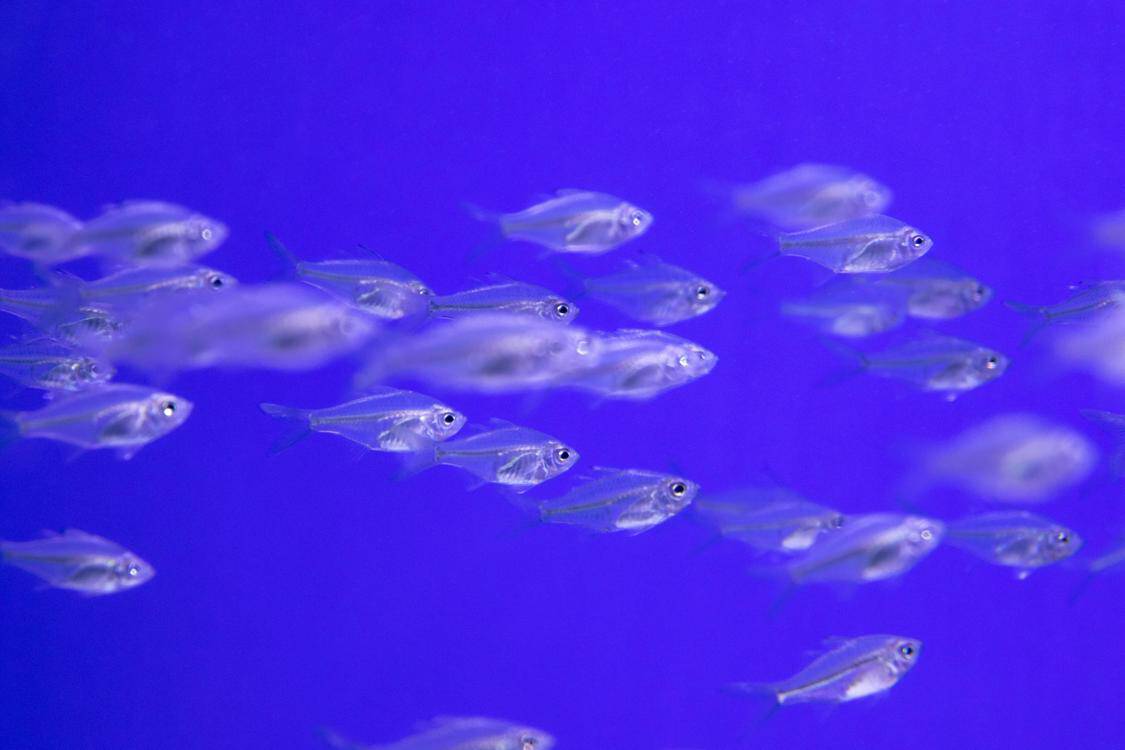 Mastering Water Parameters for Thriving Shrimp Colonies - Agriculture ...